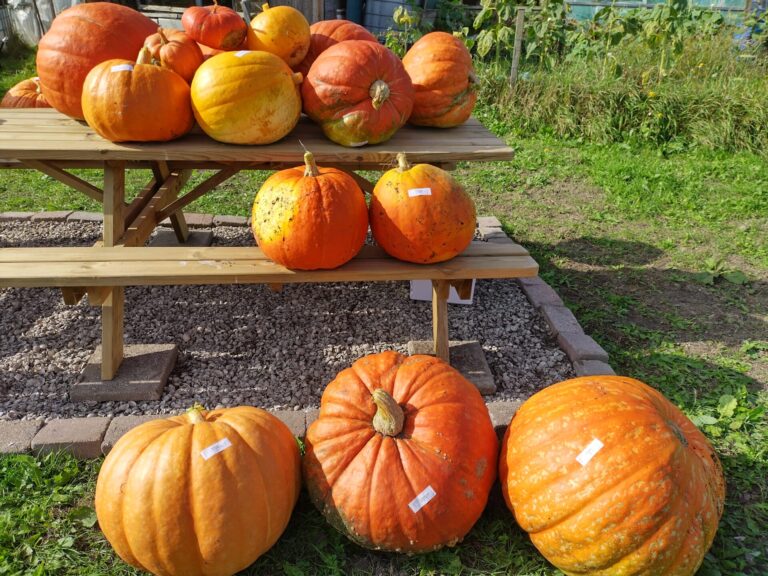 Pompoenwedstrijd Het Gelderse Hout