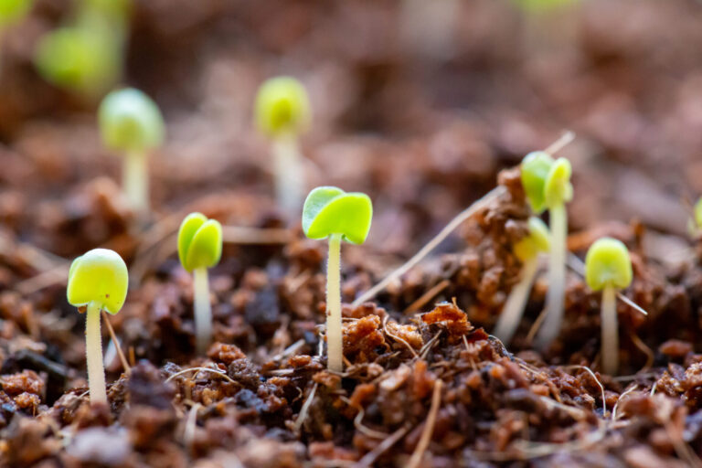 April in de volkstuin: Zaaien, planten en beschermen