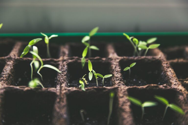 Duurzaam tuinieren: Bestel je zaden en planten biologisch